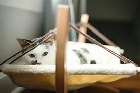 Pricing, promotions and availability may vary by location and at target.com. Top 15 Best Cat Hammocks Hammock Town
