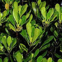 Image result for Ceriops