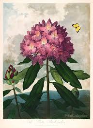 The Pontic Rhododendron Botanical Art Botanical Prints Botanical Illustration