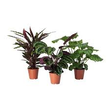 Calathea Calathea Assorted Potted Plant Ikea Pflanzen Korbmarante Zimmerpflanzen Ideen