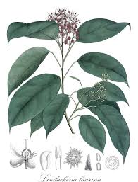 Image result for Lindackeria fragrans