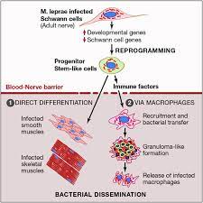 Reprogramming Adult Schwann Cells to Stem Cell-like Cells by Leprosy  Bacilli Promotes Dissemination of Infection: Cell