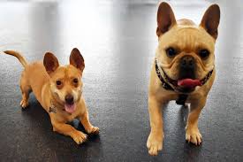 Dogspot is the best doggy day care in oceanside, ca. Small Dog Play Group 2pm July