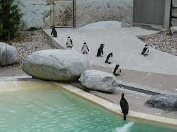 Free download of toronto zoo penguins font. African Penguin Picture Of Toronto Zoo Tripadvisor