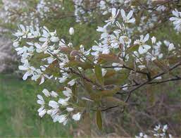 Yellow flowers mature to puffballs. Native Plant Gardening Small Trees Shrubs