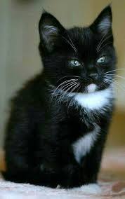 Black And White Tuxedo Cats Pin By Teresa Rogers On Cats