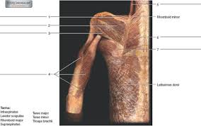 Rotates the forearm so the palm is facing the ceiling). Chapter 23 Solutions Laboratory Manual For Human Anatomy Physiology Fetal Pig Version 2nd Edition Chegg Com