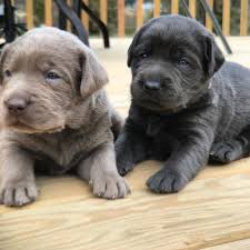 Check spelling or type a new query. Silver Creek Retrievers Home Facebook