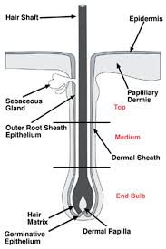 Superficial folliculitis is when only part of the follicle is damaged, while deep folliculitis is when the bacterial folliculitis: Biomedicines Free Full Text Design Of In Vitro Hair Follicles For Different Applications In The Treatment Of Alopecia A Review Html