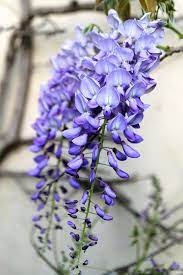 Wisteria Backyard Flowers Beautiful Flowers Wisteria