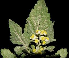 Image result for Dichrocephala