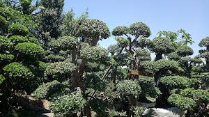 Lihat ide lainnya tentang bonsai, pohon bonsai, bunga. File Gambar Bonsai Jpg Wikimedia Commons