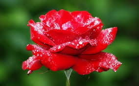 Mawar gambar vektor unduh gambar gratis pixabay. Gambar Bunga Mawar Merah Dengan Butiran Air Bunga Mawar Mawar Cantik
