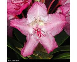 Image result for Rhipidoglossum microphyllum