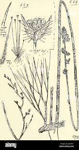 Image result for Eriocaulon setaceum