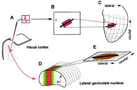 Association nuclei also integrate the different inputs. Feedback Connections To The Lateral Geniculate Nucleus And Cortical Response Properties Science