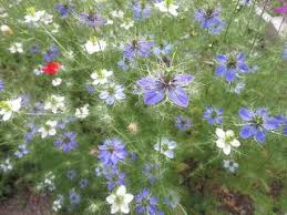 corek otu cicegi nigella damoscena nigella otlar sifali otlar