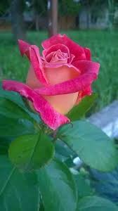 خلفيات ورود جميلة جدا 2019 اجمل صور ورد في العالم 2020 فوتوجرافر Flower Seeds Beautiful Flowers Pink Rose Pictures