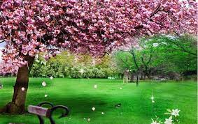 Bisa dijadikan background foto rumah. Paling Keren 12 Gambar Wallpaper Taman Indah Us 8 25 45 Off Beibehang Kreatif Indah Tingkat Tinggi Tiga Dimensi Wallpaper Cherry Kur Taman Indah Taman Gambar