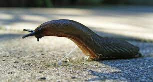 This process causes water to move from an region where there is more water into a region where there is. Why Does Salt Kill Slugs Video And Explanation Here