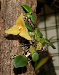 Image result for Falkia oblonga