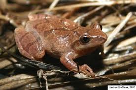 Image result for Pycreus pauper