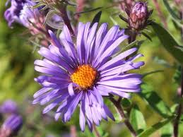 Image result for Aster chimanimaniensis
