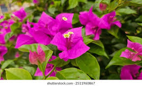 Image result for Nyctaginaceae