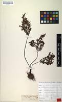 Image result for Cheilanthes schimperi