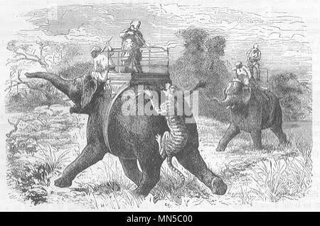 Tiger hunting with Elephants, India, 19th century Stock Photo - Alamy