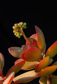 Image result for Crassula globularioides