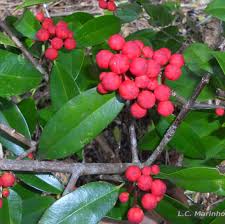 Image result for Symphonia globulifera