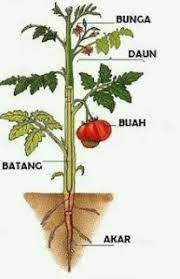 Materi IPA kelas 4 Bagian-bagian tumbuhan dan fungsinya - devina mutia  azzahra