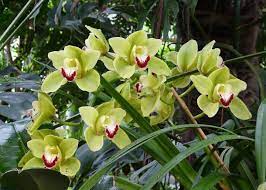 Orchid Flower Google Search Green Orchid Green Flower Pictures Orchid Flower