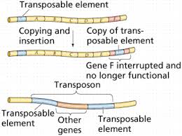 Gene Control