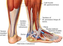 Jul 29, 2021 · do 3 sets of 15 reps on each leg. What Are Tendons And Ligaments And What Are They Composed Of Quora