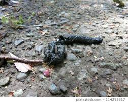 Image result for marten poop