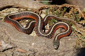 Image result for Monotes elegans