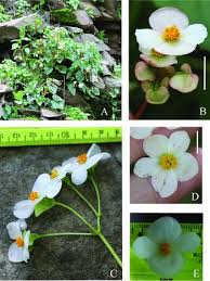 Maybe you would like to learn more about one of these? An Infraspecific Taxonomic Revision Of Begonia Micranthera Begoniaceae Edinburgh Journal Of Botany Cambridge Core