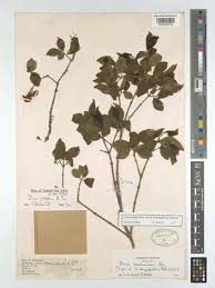 Image result for Olinia rochetiana