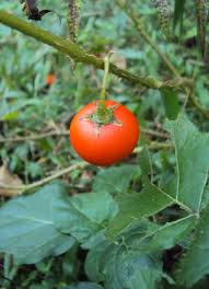 Image result for Solanum aculeatissimum