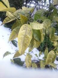 みかんの葉っぱが所々黄変しています 今の時期 植えて８ １０年ぐらい今年は豊 Yahoo 知恵袋
