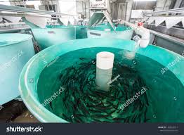 Tanks Inside Of A Fish Hatchery Breed Tiny Rainbow Trout To Stock In Nearby Lakes Mammoth Lakes California May 25 Fish Hatchery Mammoth Lakes Stock Photos
