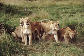 Image result for images of lion animal
