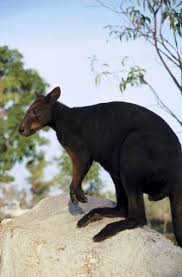 Black Wallaroo Bernard S Wallaroo Or Woodward S Wallaroo Macropus Bernardus Restricted To A Small Mountainous Area In Arnhem Macropus Wallaroo Marsupial