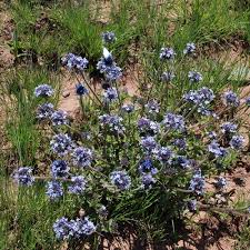 Image result for Pentanisia sykesii