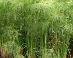 Image result for Cyperus sp.no.2