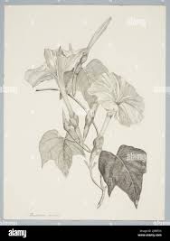 Image result for Ipomoea fulvicaulis