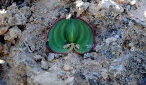 Image result for Eriospermum seineri