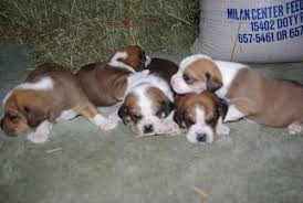 Check spelling or type a new query. Beabull Puppies Taking Deposits Now For Sale In Grabill Indiana Classified Americanlisted Com